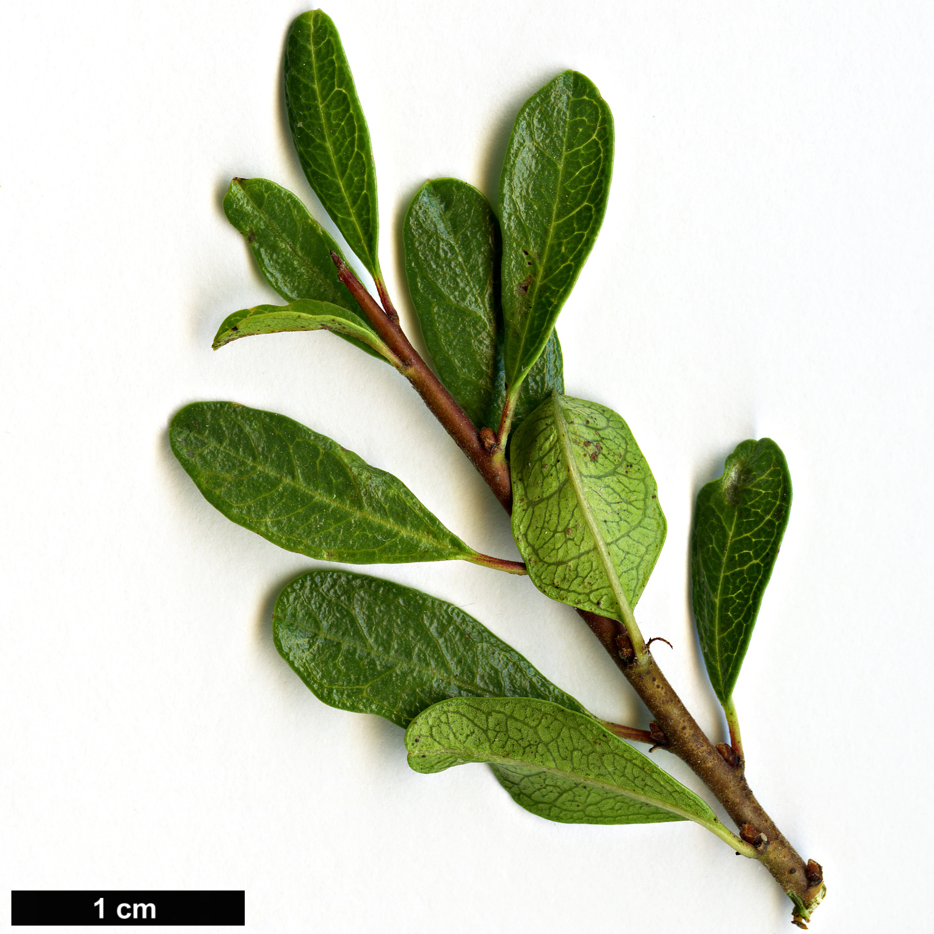 High resolution image: Family: Rhamnaceae - Genus: Rhamnus - Taxon: lycioides - SpeciesSub: subsp. graeca